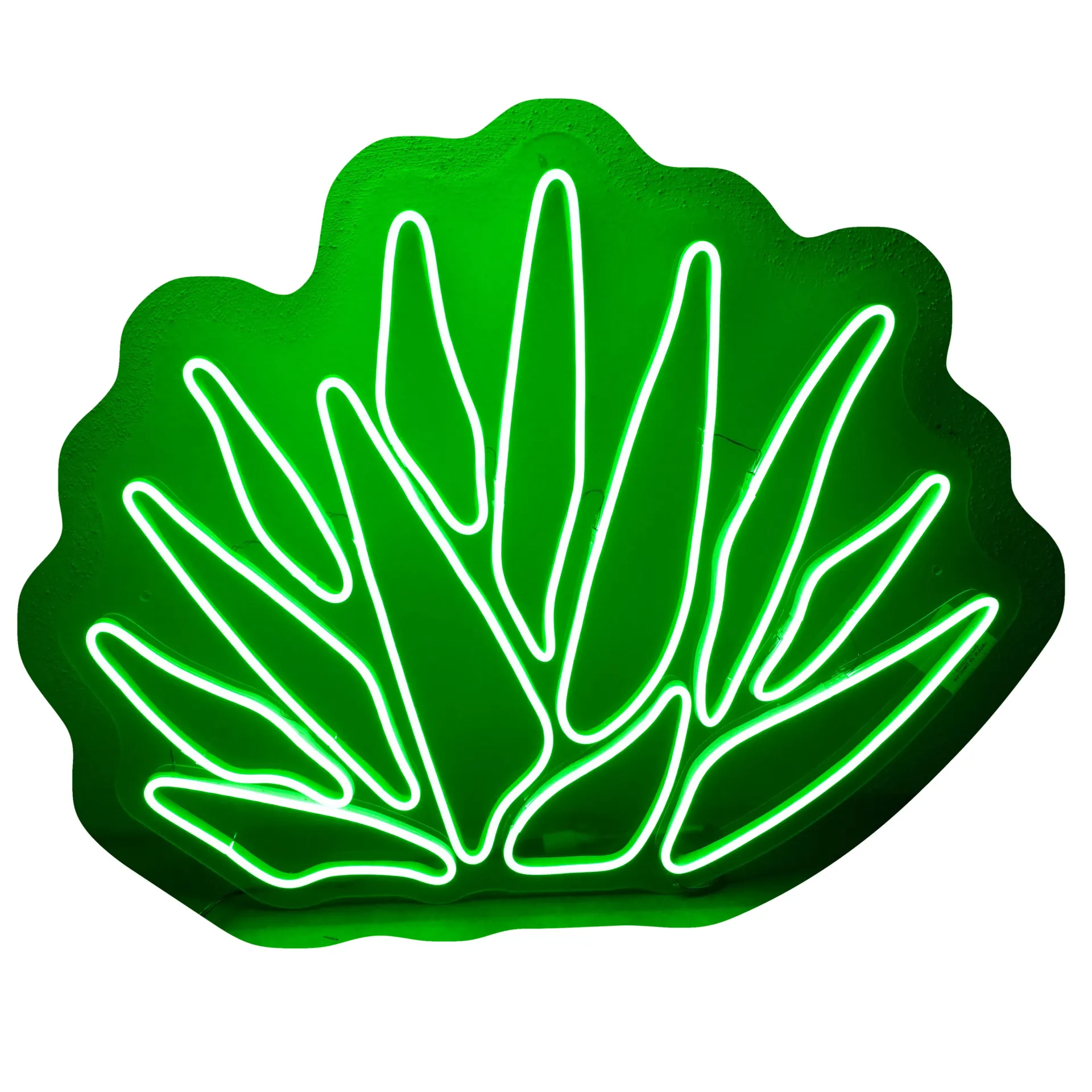 Maguey